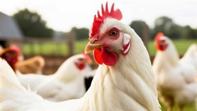 ثروت الزيني يكشف أسباب تذبذب أسعار الدواجن وتأثير القوة الشرائية على السوق