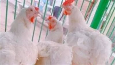 تحديثات بورصة الدواجن اليوم: سعر كيلو الفراخ البيضاء والبلدي في الأسواق المصرية