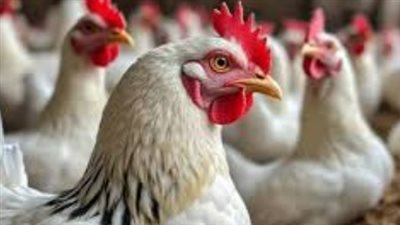 استقرار أسعار الفراخ الساسو والبلدي اليوم الأربعاء 25 مارس 2026 في المحلات