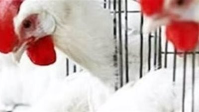 دليل المستهلك لأسعار الدواجن اليوم: الفراخ البيضاء تسجل مستويات جديدة في المزارع