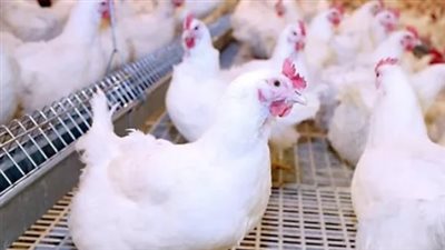 الفراخ البلدي تتصدر الارتفاعات.. قراءة في أسعار الدواجن اليوم الأربعاء بمصر