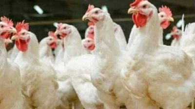 أسعار الفراخ البيضاء والساسو والأمهات اليوم في الأسواق: استقرار بعد موجة انخفاض