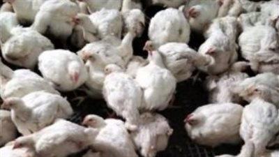 أسعار الفراخ البيضاء والساسو والأمهات اليوم في الأسواق: استقرار بعد موجة انخفاض