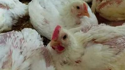 خريطة أسعار الدواجن والبيض اليوم الخميس 26-3-2026 بكافة المحافظات