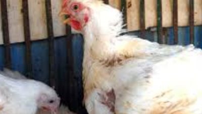 توازن العرض والطلب يحافظ على ثبات أسعار الدواجن في الأسواق الشعبية اليوم