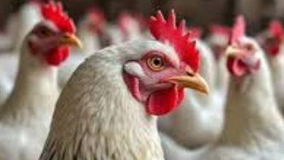 الدواجن والبيض في مصر.. استقرار الأسعار بمنتصف تعاملات اليوم الخميس 26 مارس