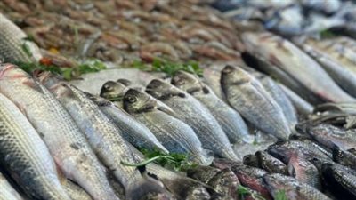 كيف تعرف السمك الصالح للاستهلاك؟.. إرشادات هامة من وزارة الصحة للمواطنين