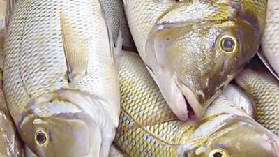 احذر الأسماك التالفة.. 5 علامات تكشف فساد السمك قبل شرائه من الأسواق