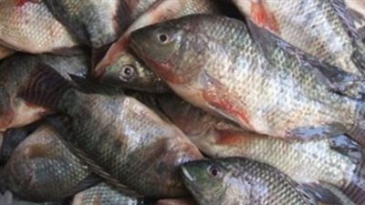 الفرق بين السمك الطازج والفاسد في الماء.. اختبارات بسيطة تكشف جودة المنتج