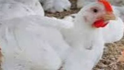 انخفاض أسعار الفراخ البيضاء اليوم الأحد 29 مارس 2026 في المزارع والأسواق المصرية