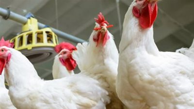 تحديث يومي: تعرف على أسعار البانيه والأوراك ومنتجات الدواجن اليوم في مصر