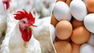 مفاجأة في أسعار الفراخ البيضاء للمستهلك بعد موجة الغلاء.. إليك قائمة الأسعار الجديدة