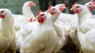 أسعار الطيور والبط والبيض اليوم: كشف حساب لحركة البيع والشراء في بورصة الدواجن