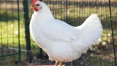 أسعار الدواجن والبيض في مصر لليوم الأحد: دليلك الشامل للشراء من المزرعة والمحل