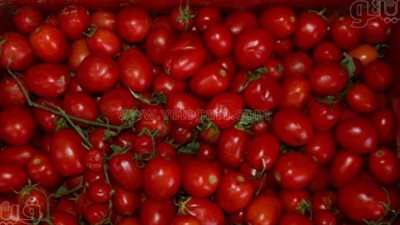 قائمة أسعار الخضروات اليوم: الطماطم تسجل 18 جنيهًا في الأسواق المصرية