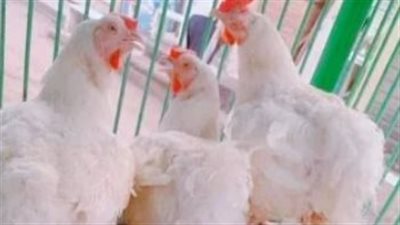 بورصة الدواجن الآن.. سعر كيلو الفراخ البيضاء والبلدي للمستهلك اليوم