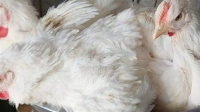 الدواجن والكتكوت الأبيض.. قائمة الأسعار التفصيلية في الشركات والمزارع
