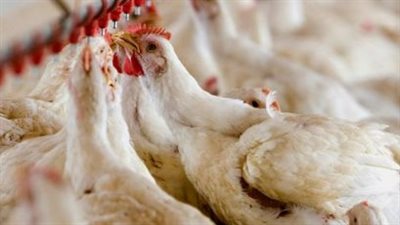 أسعار الكتاكيت اليوم الأحد.. تفاوت الماركات والشركات في بورصة الدواجن