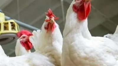 الفراخ الساسو والبلدي.. خريطة الأسعار في الأسواق الشعبية اليوم 5 أبريل