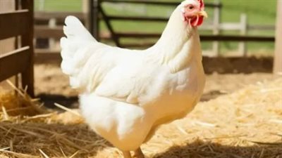 دليل المستهلك لأسعار الطيور والبيض اليوم الأحد في كافة المحافظات