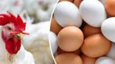 أسعار الفراخ البيضاء اليوم 5_4_ 2026