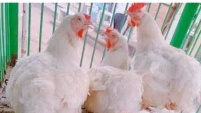 بورصة الدواجن الآن: تعرف على سعر الكيلو للمستهلك والمزرعة اليوم