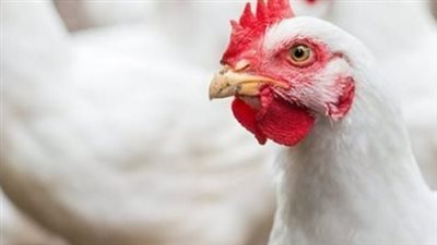 استقرار أسعار الدواجن اليوم الخميس.. كم سجل سعر كيلو الفراخ البيضاء؟