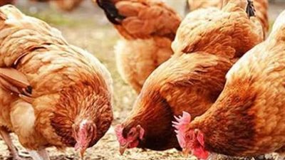 للمستهلك والتجار.. قائمة كاملة بأسعار الفراخ والبط والساسو اليوم بالأسواق