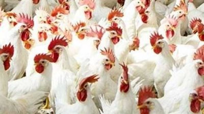 سعر الفراخ البيضاء والبلدي اليوم الخميس.. مفاجأة في أسعار بورصة الدواجن