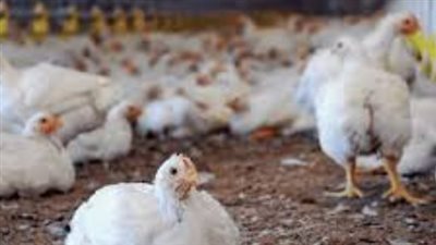أسعار الدواجن والبيض اليوم.. استقرار الفراخ البيضاء عند مستوياتها الأخيرة