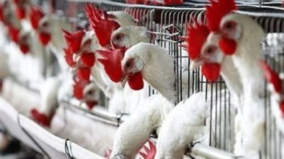 بعد ثبات الأعلاف.. استقرار ملحوظ في أسعار الدواجن داخل المزارع والأسواق