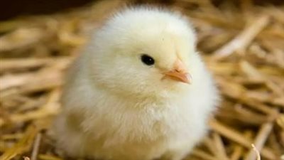 تحديث لحظي.. سعر الكتكوت الأبيض يلامس 27 جنيهًا في الأسواق المصرية