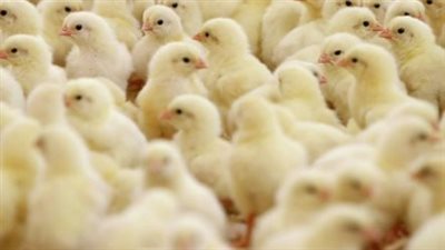 قائمة أسعار كتاكيت الشركات اليوم.. العناني ونيوهوب يتصدران الأعلى سعرًا