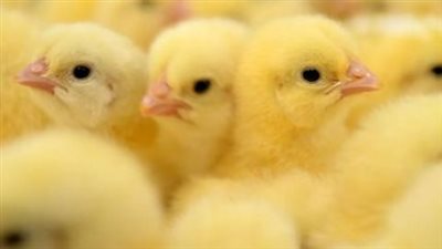 تفاوت أسعار الكتاكيت بين الشركات والقطعان.. كم سجل سعر كتكوت الوادي اليوم؟