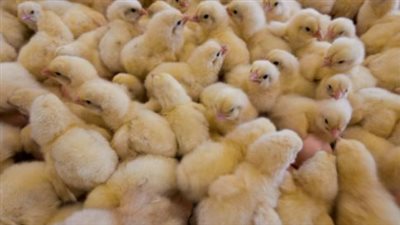 مفاجآت في أسعار الكتاكيت اليوم.. مكة المكرمة تسجل السعر الأقل للأبيض