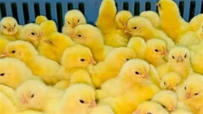 توقعات سوق الدواجن.. كيف تأثرت أسعار الكتاكيت بتكاليف العلف والطلب المحلي؟