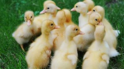 تفاصيل أسعار أنواع الكتاكيت المختلفة (البلدي والساسو)