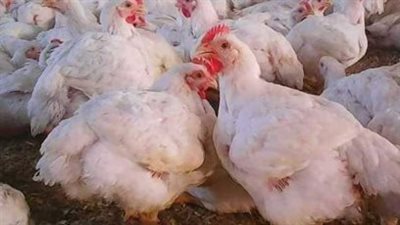 هدوء في سوق الدواجن.. تعرف على أسعار الفراخ البيضاء والبلدي والساسو للمستهلك