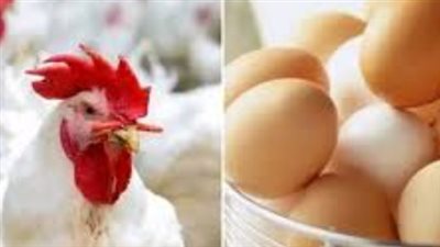 بعد استقرار البورصة.. هل تنخفض أسعار الفراخ البيضاء للمستهلك في الأسواق الشعبية؟