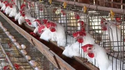 انفراجة في أسعار البيض: تراجع ملحوظ يصل لـ 5 جنيهات في الكرتونة داخل الأسواق اليوم