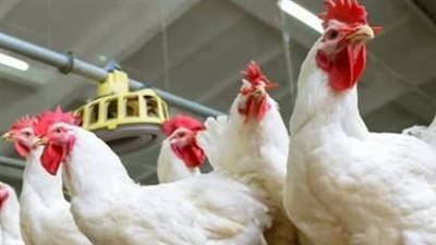 ثبات أسعار الفراخ البيضاء عند 79 جنيهًا بالبورصة.. وحركة البيع والشراء تشهد استقرارًا