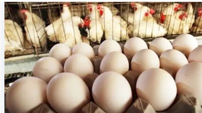 تراجع أسعار البيض الأحمر والأبيض.. تقرير شامل حول مستجدات سوق الدواجن والبروتين