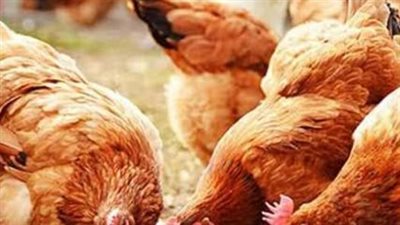 تفاصيل أسعار الفراخ البيضاء والبلدي والساسو في المزارع والأسواق
