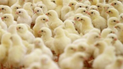 بشرى سارة للمستهلكين.. تراجع سعر كرتونة البيض واستقرار أسعار الدواجن والكتاكيت بالأسواق