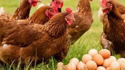 دورة العرض والطلب تنعش الأسواق.. هبوط أسعار البروتين الأبيض في متناول الجميع