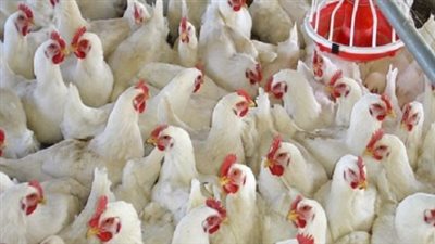 دليلك لأسعار الطيور اليوم: سعر الفراخ البلدي الكاملة ومشتقات الدجاج الطازجة