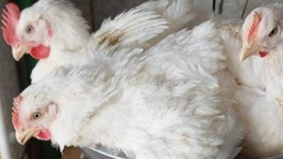 أسعار الدواجن اليوم الأحد 26-4-2026: من المزرعة إلى مائدة المستهلك