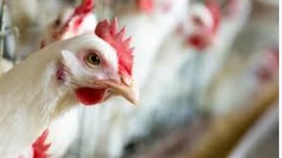 أسعار مشتقات الدواجن والدجاج الطازج في المحلات اليوم 26_ 4_ 2026