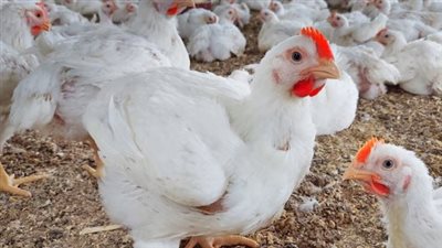 بورصة الدواجن اليوم.. تعرف على سعر كرتونة البيض الأبيض والأحمر