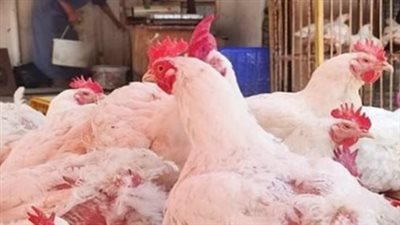 بورصة الدواجن اليوم.. سعر كيلو الفراخ البيضاء والساسو والبيض في الأسواق المصرية